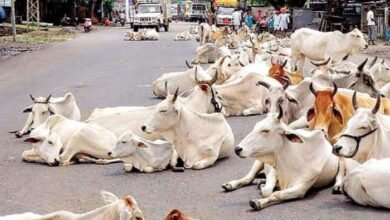 on-a-visit-to-a-cowshed-in-kutch-the-state-congress-president-got-emotional-after-seeing-the-condition-of-the-cows