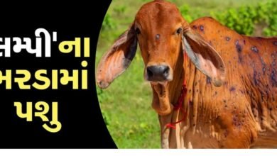 due-to-lumpi-cattle-are-dying-on-the-other-hand-due-to-lack-of-disposal-dead-bodies-of-cows-are-rotting