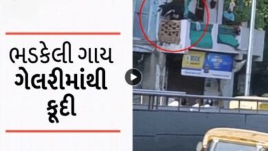 video-viral-seeing-the-cattle-party-in-ahmedabad-the-cow-reached-the-gallery-of-the-house-got-serious-leg-and-head-injuries-after-falling-down
