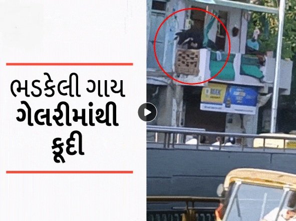 video-viral-seeing-the-cattle-party-in-ahmedabad-the-cow-reached-the-gallery-of-the-house-got-serious-leg-and-head-injuries-after-falling-down