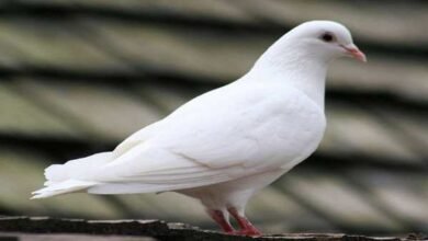 why-is-international-peace-day-celebrated