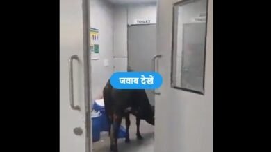cow-reached-the-hospital-for-treatment-direct-entry-in-icu-doctors-were-shocked-on-seeing-it-see-viral-video