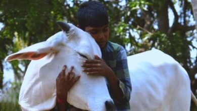celebrate-february-14-as-cow-hug-day-get-emotional-prosperity-know-who-made-this-appeal