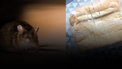 a-rat-in-a-packet-of-bread-even-alive-the-man-regretted-ordering-from-blinkit