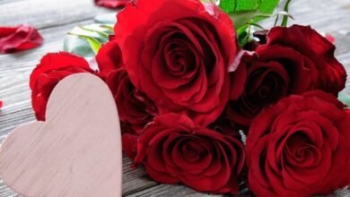 happy-rose-day-2023-wishes-send-this-greeting-message-to-your-partner