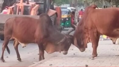how-many-more-deaths-will-happen-in-gujarat-the-dead-body-of-the-child-who-had-gone-to-play-came-home-everyones-eyes-were-filled-with-the-heartbroken-cries-of-the-family