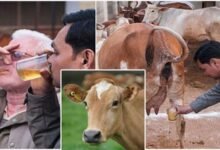 cow-urine-drinkers-beware-revealed-in-research-it-will-make-you-sick-buffalo-urine-is-better