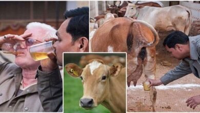 cow-urine-drinkers-beware-revealed-in-research-it-will-make-you-sick-buffalo-urine-is-better