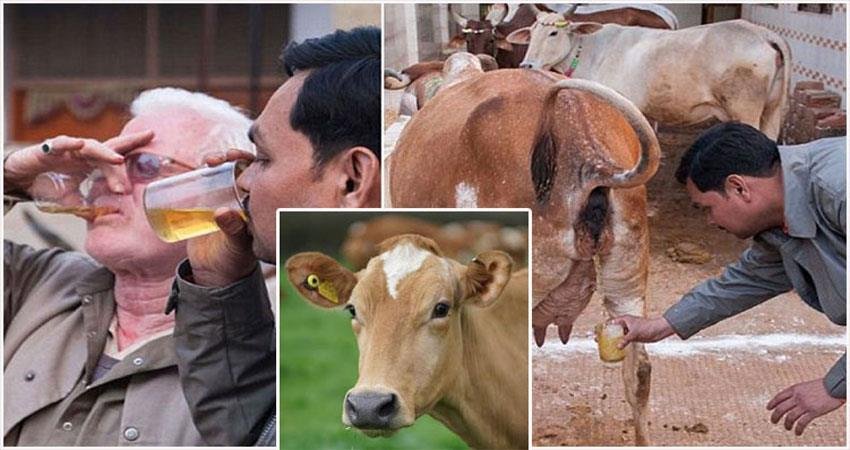 cow-urine-drinkers-beware-revealed-in-research-it-will-make-you-sick-buffalo-urine-is-better