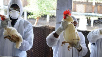 another-dangerous-virus-from-china-h3n8-bird-flu-caused-the-first-human-death