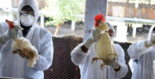 another-dangerous-virus-from-china-h3n8-bird-flu-caused-the-first-human-death